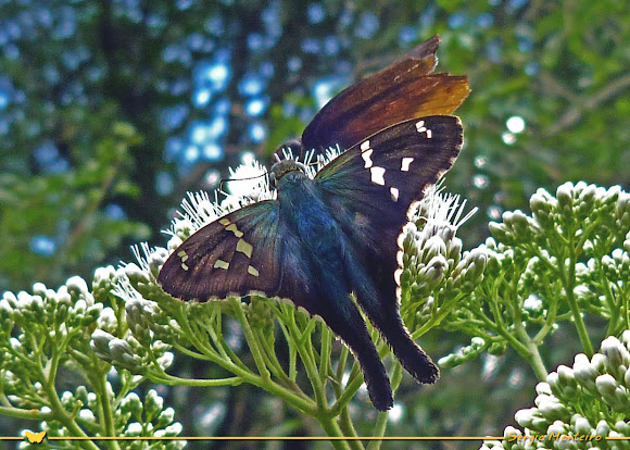 Spotting Image 1