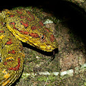 Bocaracá, Eyelash Viper