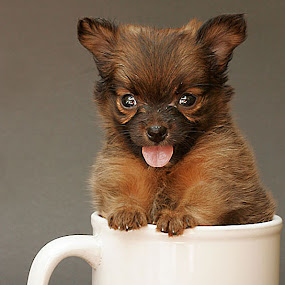 by Edwin   S. Loyola - Animals - Dogs Portraits