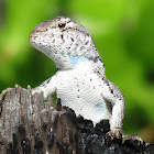 Florida scrub lizard