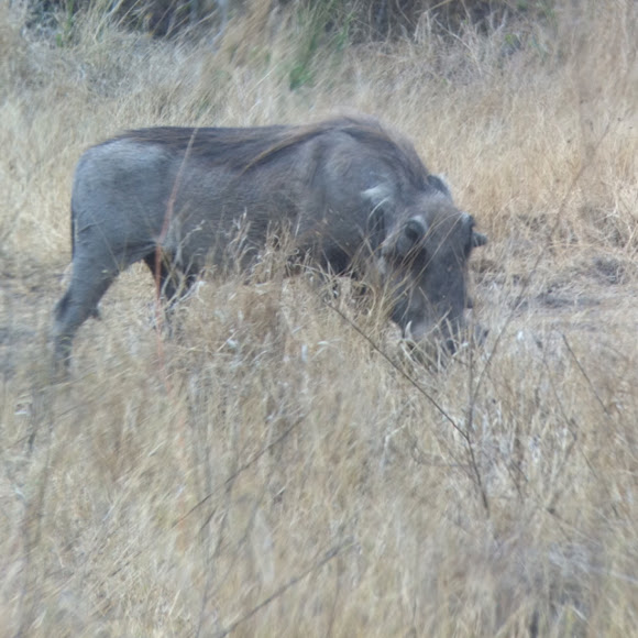 Spotting Image 1