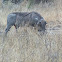 Warthog