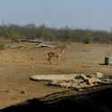 Impala