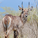 Male Waterbuck