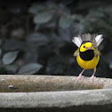 Hooded Warbler