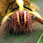 Yellow hairy caterpillar