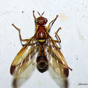 Hymenoptera