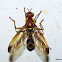 Hymenoptera