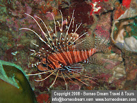 Lion Fish DSCF4479.jpg