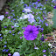 Petunia