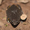 Oval Frog