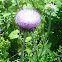 Spear thistle