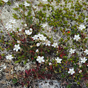 Three-toothed Cinquefoil