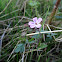 Herb Robert