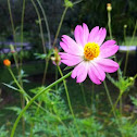 Garden Cosmos