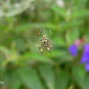 Spider - Araña