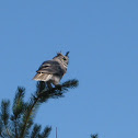 Great Horned owl