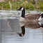 Canda Goose