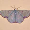 Synchlora gerularia