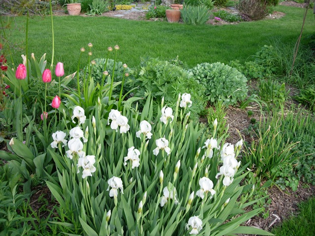 [iris[3].jpg]