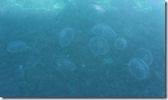 Jellyfish at Carries wharf