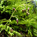 Bronze Bell Lilly