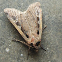 Moth