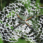 Orb weaver