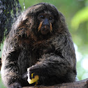 White-faced Saki (female)