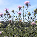 Thistle