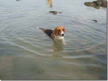 doggieswimming