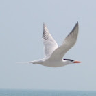 Royal Tern