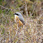 Grey-backed Shrike 灰背伯勞