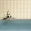 Jumping Spider
