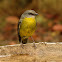 Eastern Yellow Robin