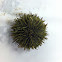 Sea urchin