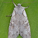 Large Grey Pinion