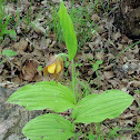 Yellow Lady's Slipper