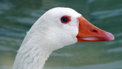 Help Image 2