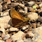 Skipper Butterfly