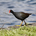Common Gallinule