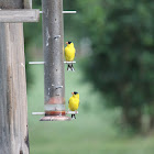 American Goldfinch