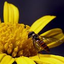beeez~Hover Flies