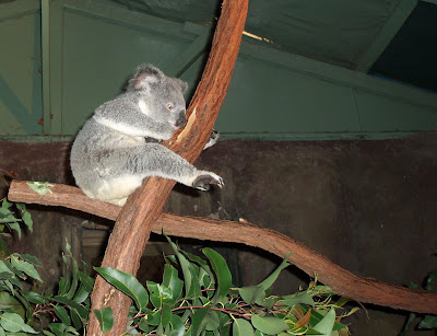 Koala