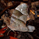 Common Evening Brown Butterfly