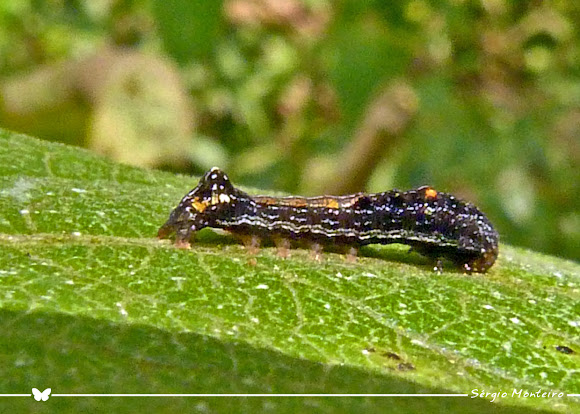 Spotting Image 1