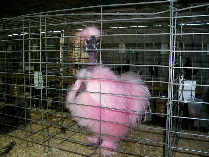 PINK SHOWGIRL!!! County Fair Picture | BackYard Chickens - Learn How to