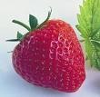 fresa