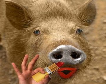 Funky Pig
