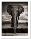 01_Elephant-Drinking